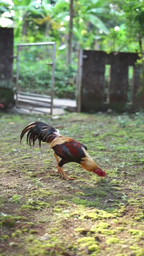 Rooster eating grass in the yard Stock Footage 291274395