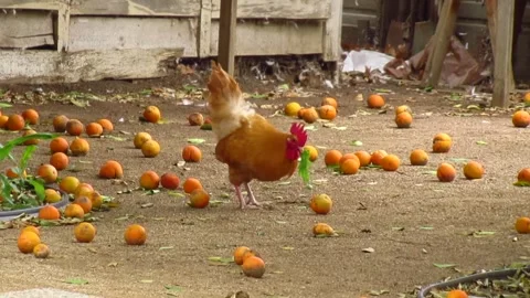 Rooster Eating Lettuce, Oranges on the Ground Video stock 255000262