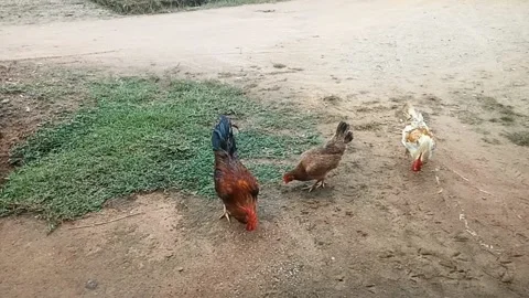 The rooster is eating rice Stock Footage 226380744