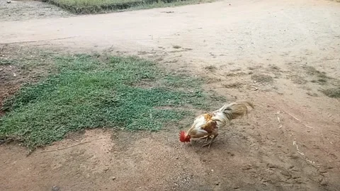 The rooster is eating rice in the front yard of the house Stock Footage 226380546