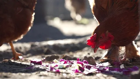 Rooster eating seeds Stock Footage 84183630