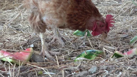 Rooster eats - close up 스톡 동영상 147360089