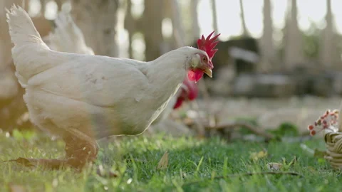 A rooster eats grain placed at the barnyard, slow motion Stock Footage 133533117