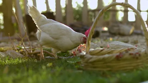 A rooster eats grain placed in a basket, slow motion Video stock 133530982