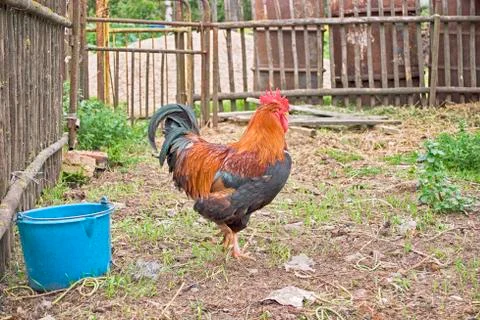 The rooster enclosure Stock Photos