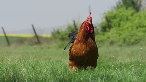 Rooster enjoying the sunshine in the meadow Stock Footage 240881887
