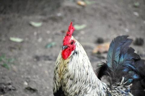 Rooster eye background 写真素材