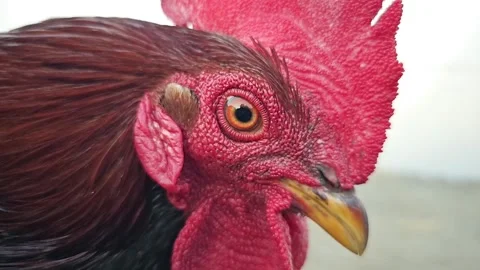 A rooster eye close in 1000fps super slow motion Stock Footage 265534800