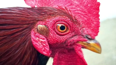 A rooster eye close in 1000fps super slow motion Stock Footage 265534838