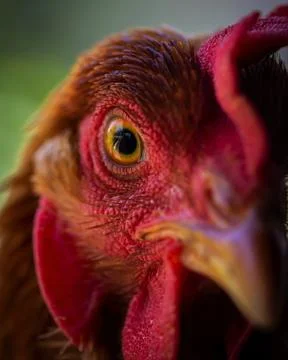 Rooster eye closeup Stock Photos