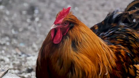 Rooster face muzzle beak close 스톡 동영상 283415468