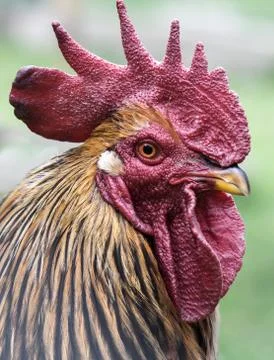 Rooster face Foto stock