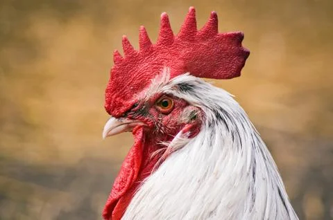 Rooster face Stock Photos