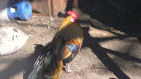 Rooster on the farm in 4k slow motion 60fps Stock Footage 138990857