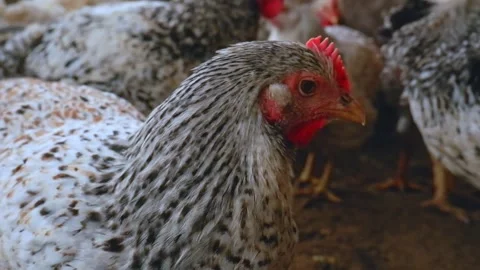 Rooster on a farm close-up. Chickens and roosters Stock Footage 297703254
