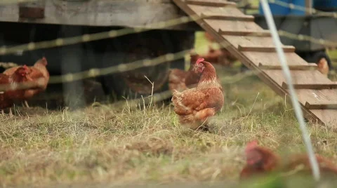 Rooster at Farm 動画素材 594207