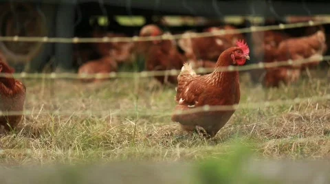 Rooster on Farm 動画素材 594292