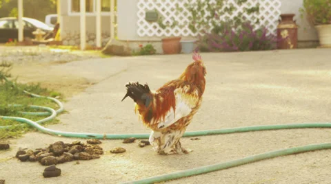 Rooster on Farm Stock Footage 33735512