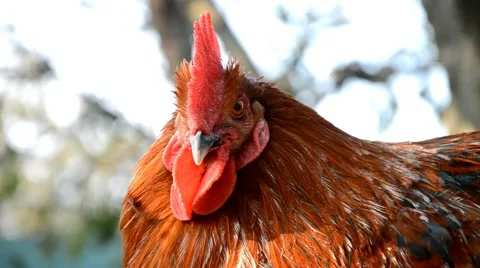 Rooster in farm Stock Footage 46936266