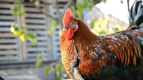 Rooster in farm Stock Footage 46936403