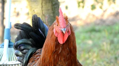 Rooster in farm Stock Footage 46936665