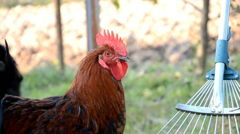 Rooster in farm Stock Footage 46937024