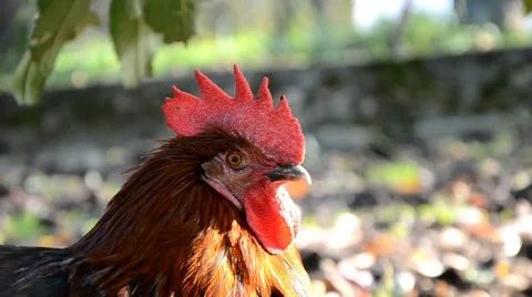 Rooster in farm Stock Footage 46937109