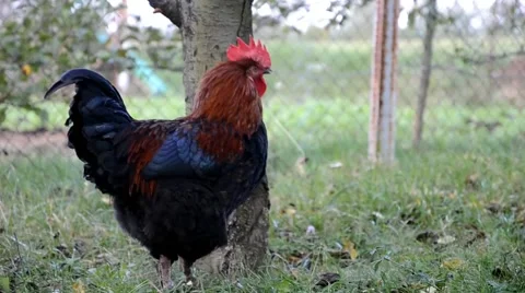 Rooster in farm Stock Footage 46937336