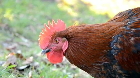 Rooster in farm Stock Footage 46939440