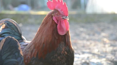 Rooster at a farm Stock Footage 47558687