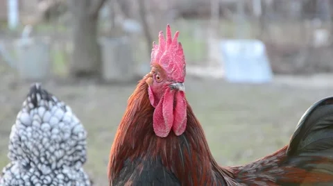 Rooster at a farm Stock Footage 47559105