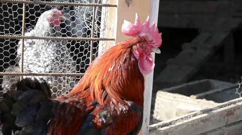 Rooster at a farm Stock Footage 48682474