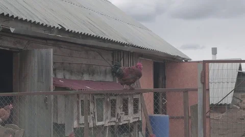 Rooster on the farm Stock Footage