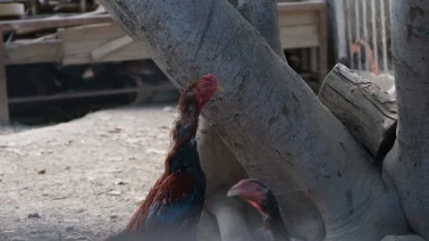 Rooster on a farm 스톡 동영상 140404060