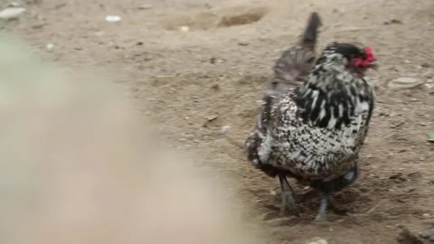 ROOSTER ON FARM Video stock 188900288