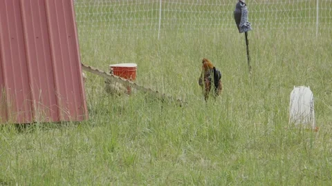 Rooster on farm Stock Footage 198070952