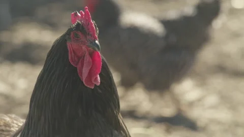 Rooster on farm Stock Footage 209393798