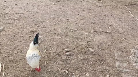 Rooster on Farm Stockbeeldmateriaal 332739449