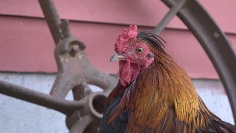 Rooster on farm looking at camera 4k Stock Footage 98798832