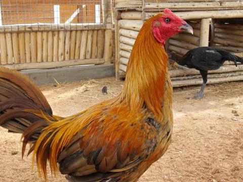 Rooster on farm Stock Photos