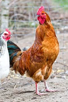 Rooster on the farm Foto stock