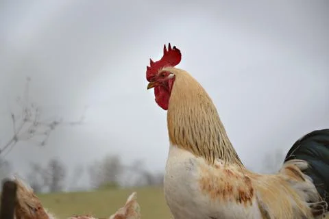 Rooster on the farm Stock Photos