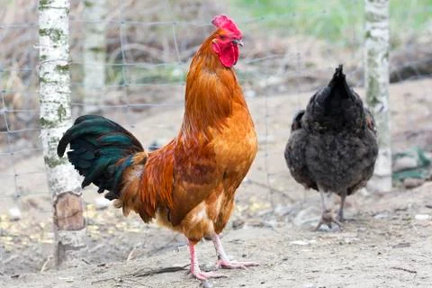 Rooster on the farm Stock Photos