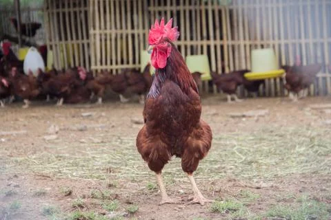 Rooster on the farm Stock Photos