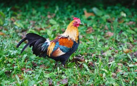 Rooster in the farm Stock Photos