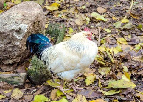 Rooster in a farm Stock Photos