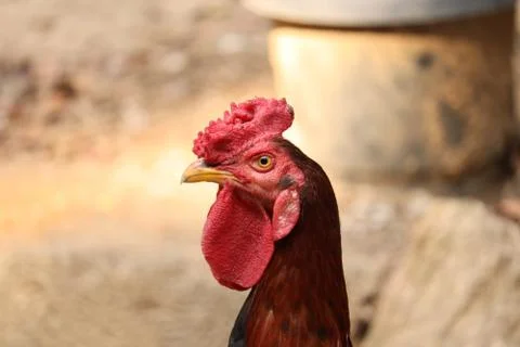 Rooster in the farm Stock Photos