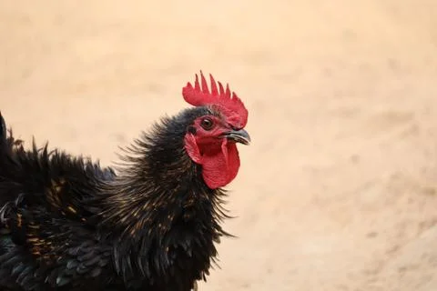 Rooster in the farm Stock Photos