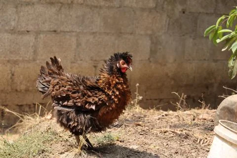 Rooster in the farm Stock Photos