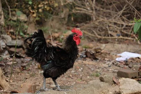 Rooster in the farm Stock Photos
